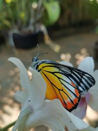 Close-up of butterfly pollinating on flower