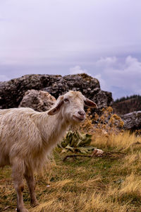 Sheep in a field