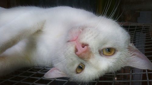 Portrait of white cat in cage
