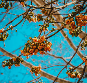 Low angle view of fruits growing on tree