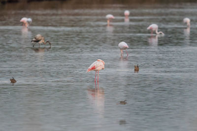 Flamingos standing in lake