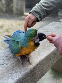 Low section of man feeding bird