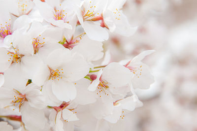 Close-up of white cherry blossoms