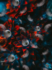 High angle view of fish swimming in sea