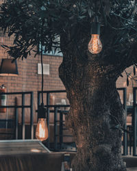 Close-up of illuminated lamp hanging on tree