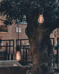 Close-up of illuminated lamp hanging on tree