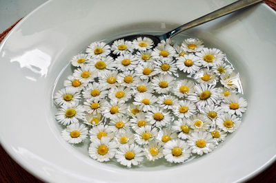 High angle view of white daisy flowers in container