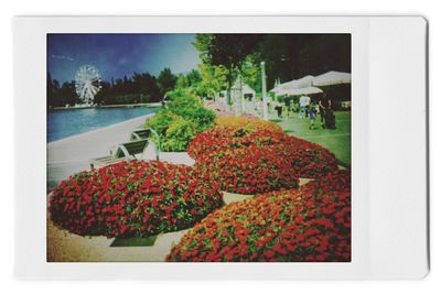 View of flowering plants by sea against sky