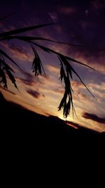 Close-up of silhouette plant against dramatic sky