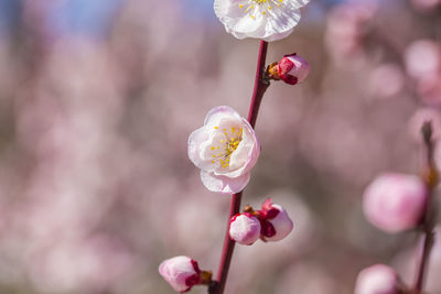 Close-up of cherry blossoms in spring