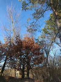 Low angle view of trees in forest against blue sky