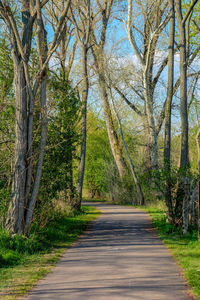 Road amidst trees in forest