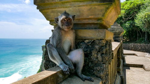 Monkey sitting on railing by sea against sky