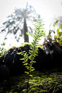 Close-up of fern against trees