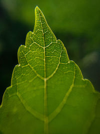 Close-up of green leaves