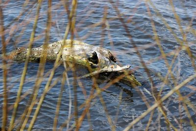 Close-up of turtle swimming in lake