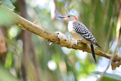 Low angle view of woodpecker perching on branch