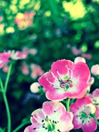 Close-up of pink flowers blooming outdoors