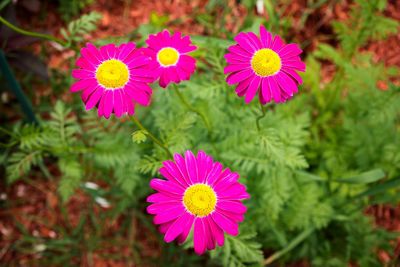 Close-up of pink flowers blooming outdoors