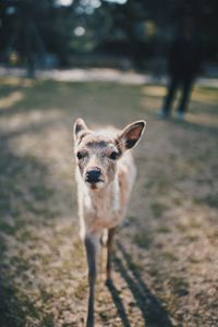 Portrait of dog standing outdoors