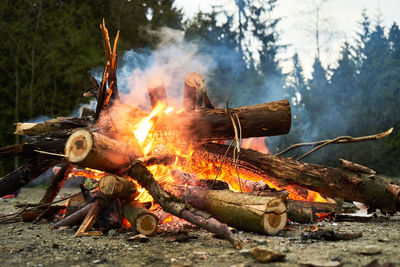 Bonfire on log in forest