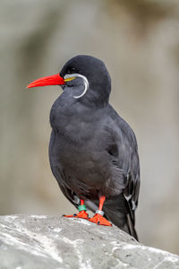 Close-up of inca tern bird perching outdoors