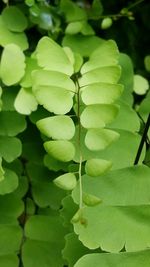 Full frame shot of green leaves