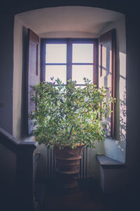 Potted plants by window in house