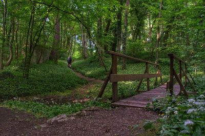 Footpath in forest