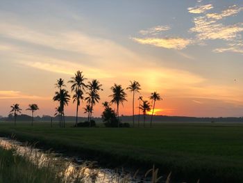 Palm trees on field against sky during sunset