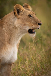 View of a cat on field
