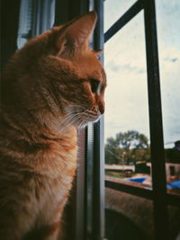 Close-up of cat looking through window