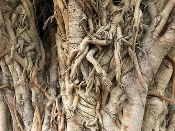 Full frame shot of tree trunk