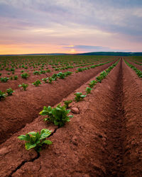 Scenic view of field against sky during sunset