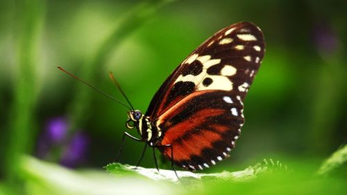 Close-up of butterfly on flower