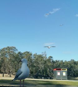 Seagulls flying in the sky