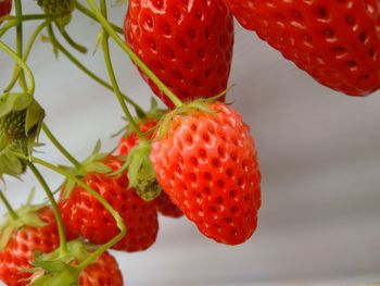 Close-up of strawberries