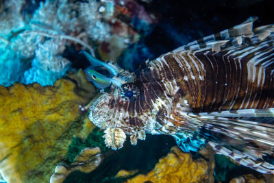 Close-up of fish swimming in sea