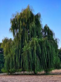 Low angle view of trees on field against sky