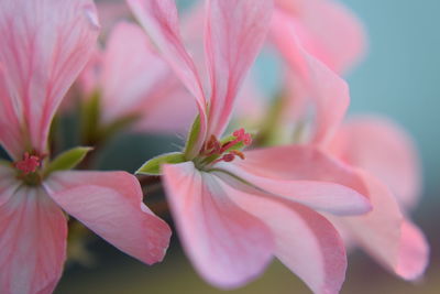 Close-up of pink flower