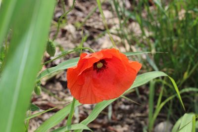 Close-up of red poppy flower on field