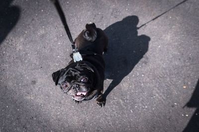 High angle view of black dog on street