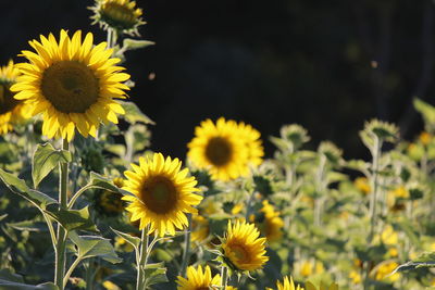 Close-up of yellow flowering plant on field