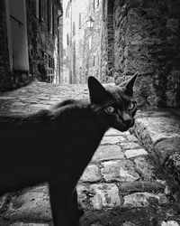 Portrait of cat sitting on window