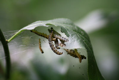 Insects stuck in spider web on leaf