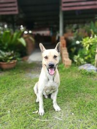 Portrait of white dog on field