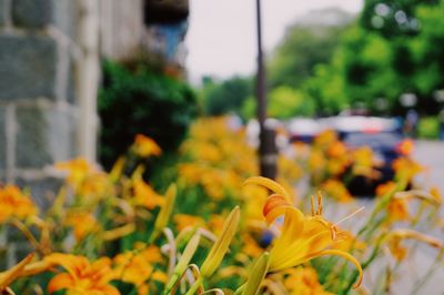 Close-up of yellow flowers blooming outdoors