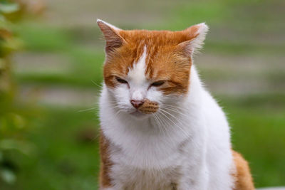 Close-up of cat looking away