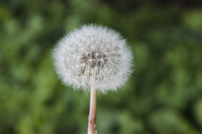 Close-up of dandelion flower