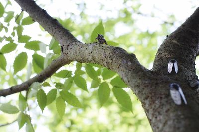 Low angle view of a bird perching on tree